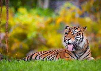 A tiger rests on the grass with its tongue out in front of a blurred foliage background in a zoo