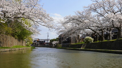 Obraz premium 滋賀・近江八幡 八幡掘の桜