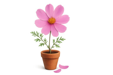 Pink cosmos flower standing in a terracotta pot with two petals gently falling. Transparent background for versatile use