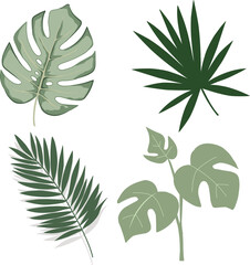 Tropical Leaf Collection Botanical Illustration