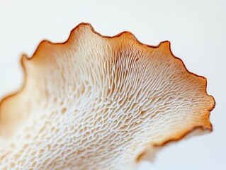Close-up shot of oyster mushroom edge highlighting delicate texture and natural color, white background with soft lighting showcases organic ingredient&rsquo;s purity, ideal for culinary and nature-themed 