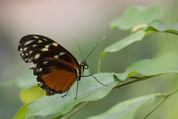 Colorful butterfly resting on green leaves in a natural habitat during daylight hours