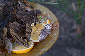 Butterflies feeding on slices of fruit in a garden setting during daylight hours