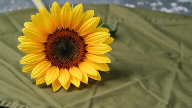 Close-up of a vibrant sunflower with a green background, showcasing its rich yellow petals and dark center
