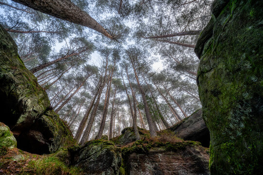 Looking up at tall Pine trees from a mossy rocky gorge in Palatinate Forest, Germany