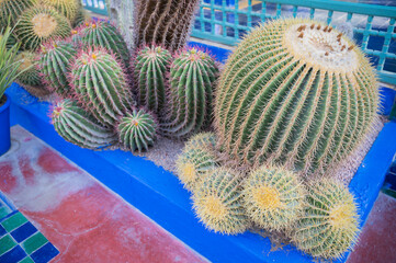 Big barrel cactus (Echinocactus grusonii) in decorative garden. Golden barrel cactus growing outdoor
