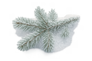 Spruce branch covered in fresh white snow and frost on a transparent background, winter season concept