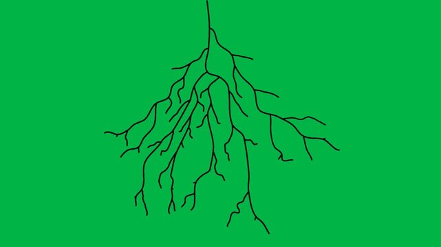 Dark creepy tree branches with glowing ends spreading like lightning on green screen chromakey background. Spooky loopable 2d animated cartoon animation ideal for Halloween, horror effects, and dark