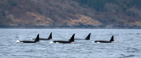 Fototapeta premium The orca pod moves with fierce unity driven by relentless hunting near the shore