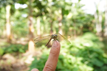 a dragonfly perched on a human finger