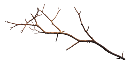 A detailed studio shot of a brown, bare tree branch with multiple twigs extending, isolated against a solid dark transparent background. background removed