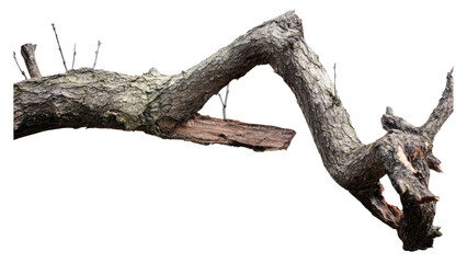 Obraz premium A gnarled, textured tree branch featuring small emerging buds and a piece of broken wood, isolated on a transparent background. background removed