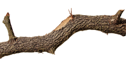A brown, gnarled tree branch with rough bark and snapped ends, revealing raw wood, isolated on a transparent background. background removed