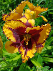 daylily Goldenzelle A radiant golden-yellow flower with an unusually bright burgundy eye and dark border
