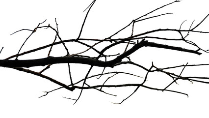 A stark, leafless tree branch with numerous dark, thin twigs extends horizontally against a solid transparent background, showing its intricate silhouette. background removed