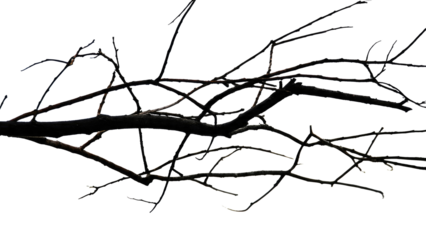 A stark, leafless tree branch with numerous dark, thin twigs extends horizontally against a solid transparent background, showing its intricate silhouette. background removed