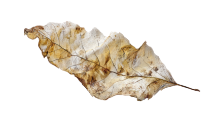 A detailed close-up of a single, dry, skeletal leaf with intricate venation, showcasing its beautiful natural texture and decomposition process. background removed