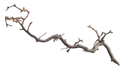 Fototapeta premium This image features a gnarled, dark brown bare branch with numerous small buds and some dried leaves, isolated on a transparent background. background removed