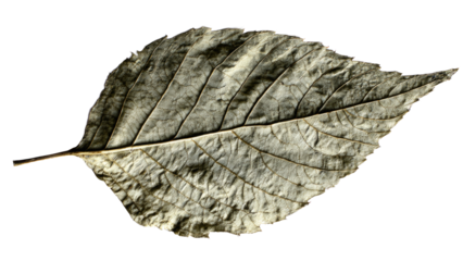 Close-up of a single, dry, textured autumn leaf with intricate veins, isolated on a solid transparent background, highlighting its natural decay. background removed
