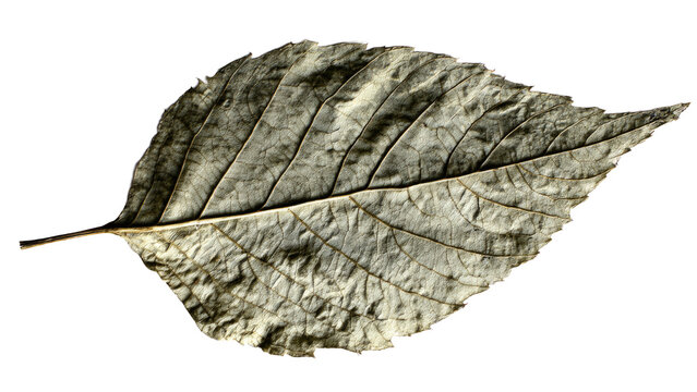 Close-up of a single, dry, textured autumn leaf with intricate veins, isolated on a solid transparent background, highlighting its natural decay. background removed - Powered by Adobe