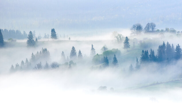 Misty landscape with rolling hills and dense pine forests. Soft morning fog envelops trees, creating dreamy and ethereal scene. In the distance, houses and trees emerge from mist.