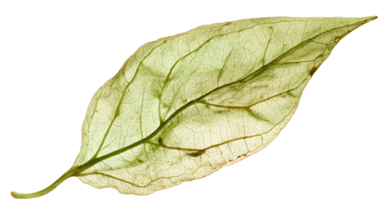 A translucent, dried leaf skeleton, showcasing intricate venation and delicate structure. Beautifully illuminated, it stands isolated against a solid transparent background. background removed