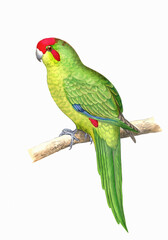 Colorful parrot illustration. Tropical bird.