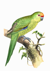 Colorful parrot illustration. Tropical bird.