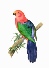 Colorful parrot illustration. Tropical bird.