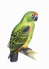 Colorful parrot illustration. Tropical bird.