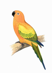 Colorful parrot illustration. Tropical bird.