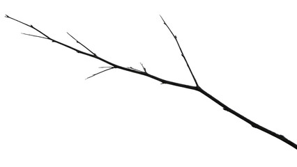Fototapeta premium A minimalist shot of a slender, dark, bare tree branch with small buds and delicate twigs, isolated on a dark transparent background. background removed