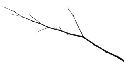 A minimalist shot of a slender, dark, bare tree branch with small buds and delicate twigs, isolated on a dark transparent background. background removed