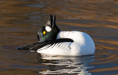 Goldeneye mating display