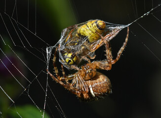 Garden Spider catches a Wasp for dinner