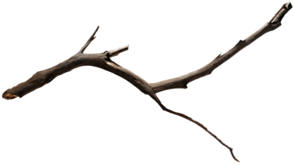 A dry, textured tree branch, brown and gnarled, lies horizontally with smaller twigs, isolated against a plain transparent background. background removed