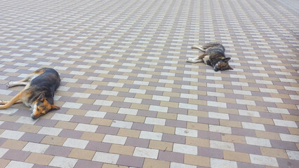 two Dogs resting on patterned pavement, lying on back in a relaxed position. dog looks comfortable and calm. mongrels are sleeping in the city on the pavement.