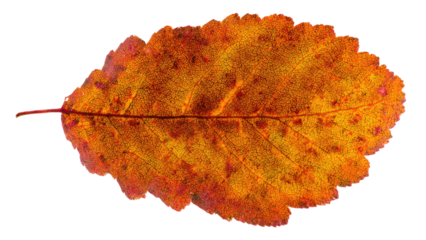 A single autumn leaf showcasing vibrant fall colors, intricate venation, and textured surface, perfect for seasonal designs. background removed