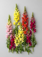 Spectacular snapdragons gradient display on clean background, close-up view