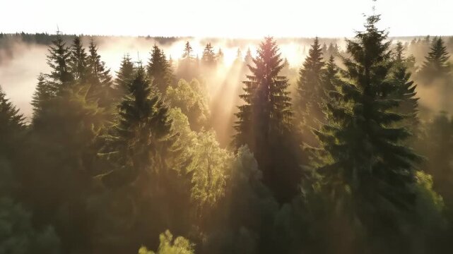 Sweeping drone aerial shot descending slowly into a deep, dense evergreen forest canopy covered in a thick layer of ethereal morning mist mystery, earth, conceptual
