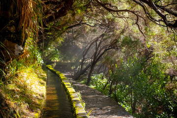Enchanting Madeira levada surrounded by lush forest trees, showing sunlight filtering through foliage. The narrow water channel and stone path add to the tranquil atmosphere