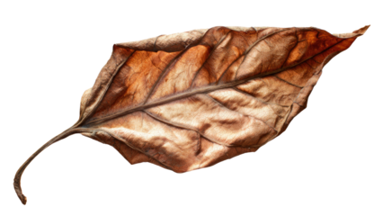 A beautifully detailed close-up of a single, wrinkled, dry brown autumn leaf, highlighting its intricate veins and texture on a transparent background. background removed