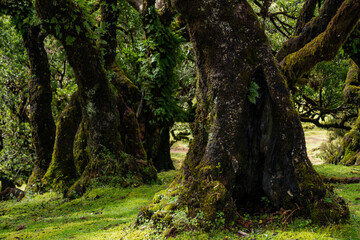 Explore the mystical landscapes of Fanal, Madeira, showcasing the ancient laurel forest. Dense trees envelop the area, creating a serene and timeless natural wonder