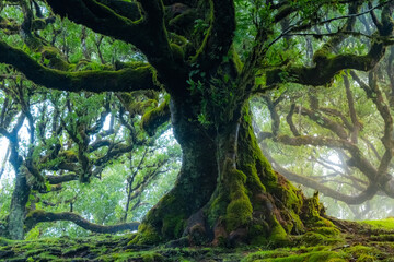 A large, sprawling tree stands in the mystical Fanal forest of Madeira, surrounded by fog. Its branches stretch out widely, evoking a magical feeling in the serene landscape.