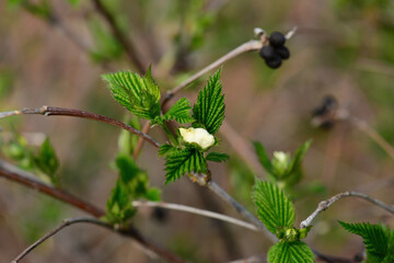 Rhodotypos scandens deciduous shrub with four-petaled white spring flowers, glossy black clustered fruits, and textured paired leaves in Korean landscapes