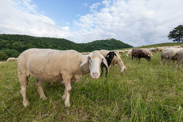 Obraz premium Schwäbische Alb, Landschaft mit Schafen unter der Burg Teck, Hohenbohl bei Owen in Deutschland.