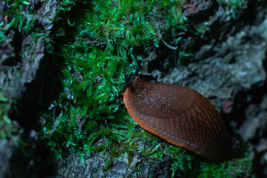 snail without shell macro photography of small animal on moss in dusk low light conditions of cave rock cold stone environment space wild life concept