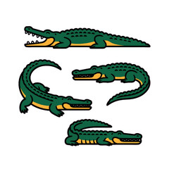 Obraz premium “Set of four crocodile poses vector illustration isolated on transparent background”