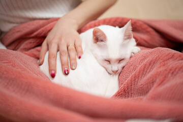 眠る猫と撫でる飼い主の手