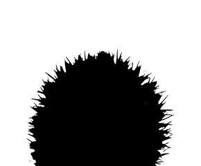 Kaktus Kaktusgrafik Grafik